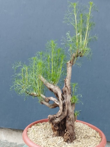 Bonsaï artemisia capillaris - artemisia,