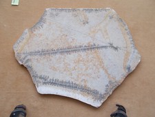 Denditric Limestone - Plate