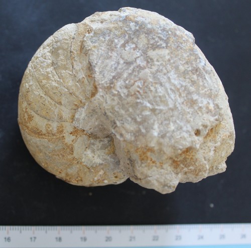 Nautile fossile toarcien - nautile,