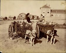 Belgium, Genre Scene, Flemish Dairy Vintage Albumen Print Album Print