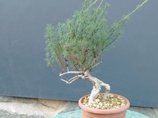 Bonsaï Artemisia Capillaris 40 x 11 cm en pot plante superbe tressé extérieur