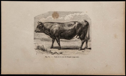 1860 vache la race - race, de