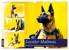 Loyal malinois. Berger belge
