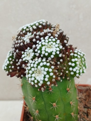 Mammillaria lurthyi cactus - mammillaria,
