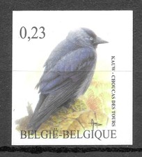Belgique Oiseaux Buzin Choucas