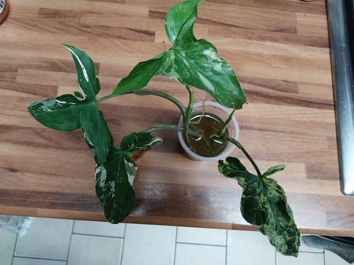 Lot syngoniums plante - lot, ,plante