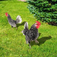 Piquet de poulet de jardin en