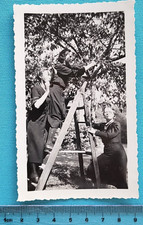 OLD PHOTO - SNAPSHOT - group of 3 young women on tree scale