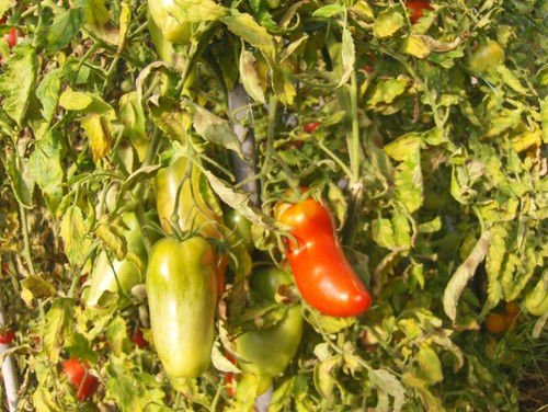 Graines tomate andine - tomate,