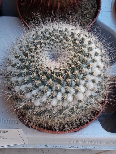 Cactus mammillaria hahniana - mammillaria,