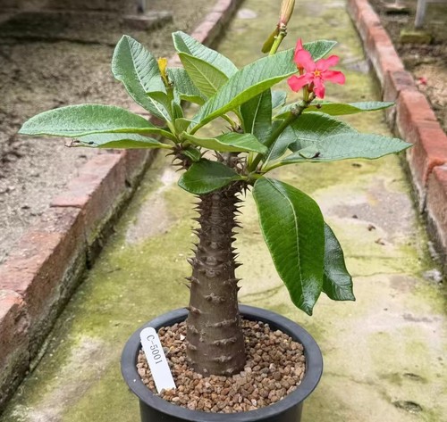 Pachypodium baronii wysiwyg - pachypodium,