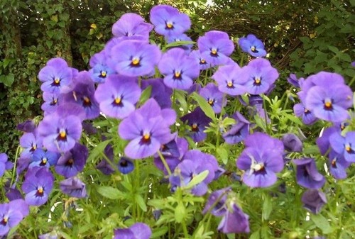 Violette cornue - ♫♫,