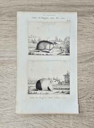 Gravure originale buffon 1850 - gravure,