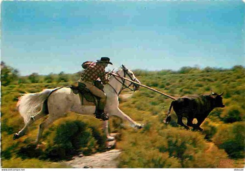 Carte postale animaux - carte,