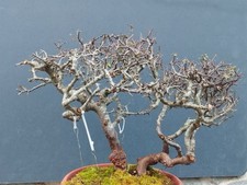 Pré-bonsaï De Prunus