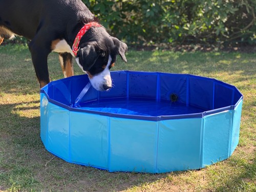 Piscine pour chien 80x20cm - chien,