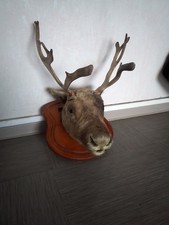 Taxidermie Rare Trophée de