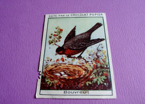 Oiseaux bouvreuil chromo - oiseaux,