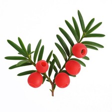 10 Graines d'If Commun (Taxus