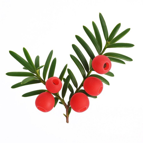 Graines commun taxus - commun, (taxus