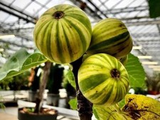 Ficus carica 'Panachée' / Figuier Panachée / Conteneur de 1 à 1.9 litres / Fr...