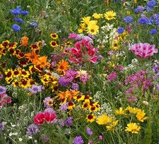 Bulbe de fleur, tulipe