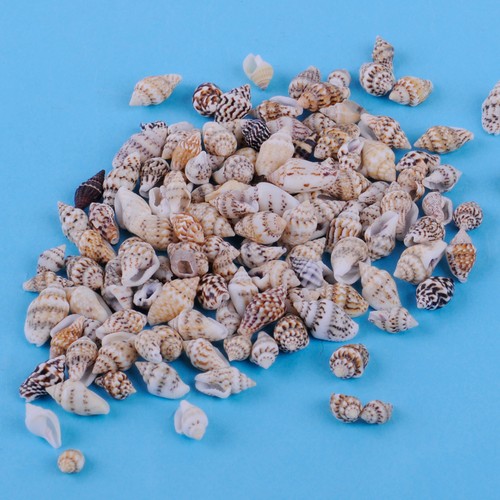 100pcs conque nature conches - 100pcs,