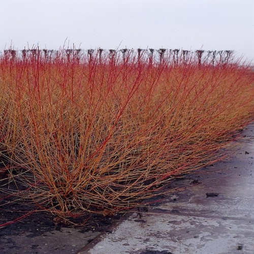 Plante sanguinea cornus - «,
