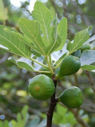 Boutures bio figuier - boutures,