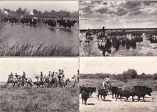 Lot de 4 cartes postales