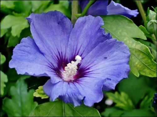 Hibiscus syriacus purple - purple,, 20
