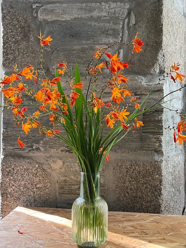 Bulbes crocosmia orange - de,