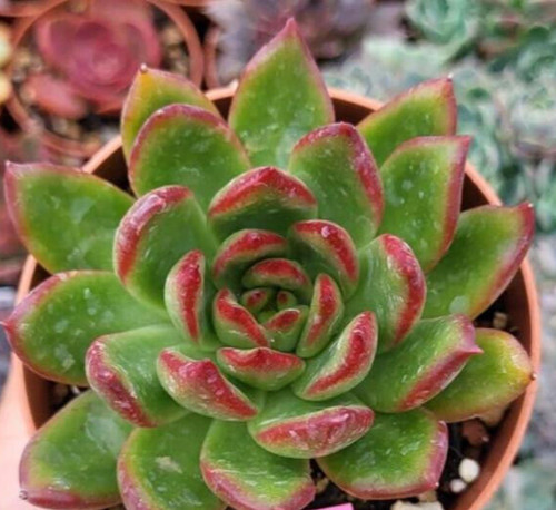 Echeverie echeveria - ♫,