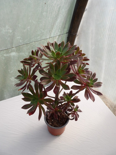 Aeonium simsii schwartzkopf - simsii,