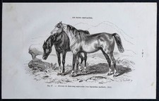 1882 - Chevaux de demi-sang anglo-arabe - Gravure ancienne - Race bigourdine