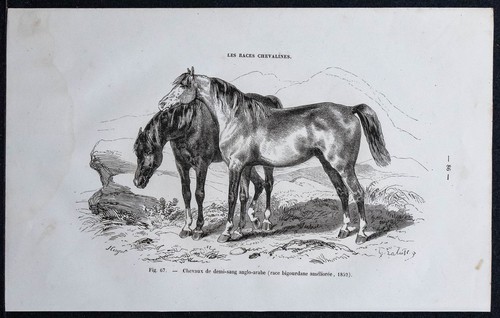 1882 chevaux demi sang - -,