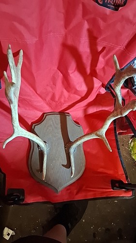 Bois cerf chasse arts - -,