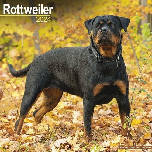 Calendrier 2024 rottweiler - 2024,