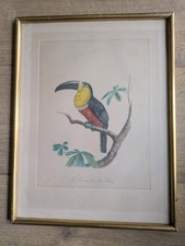 Gravure ancienne Toucan “Le