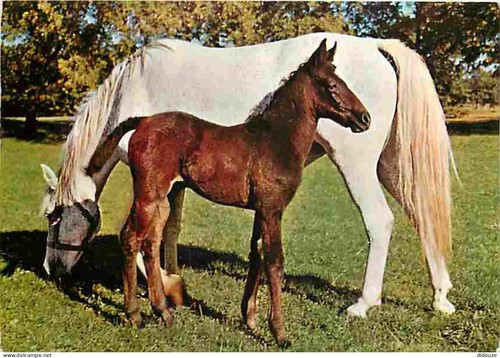 Carte postale animaux - postale,