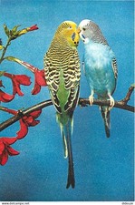 Animals - Birds - Wavy Parakeet - Budgerigars - New Card - CPM - See Sc