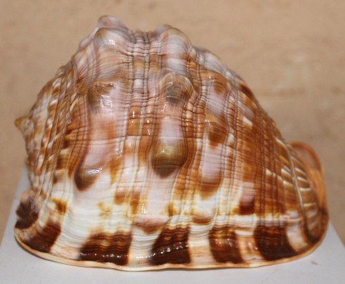Coquillage cassis casque - cassis, “casque