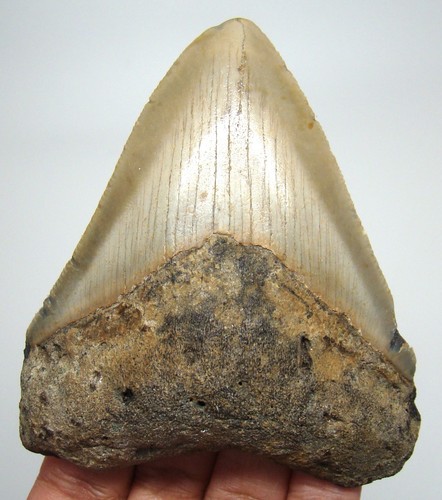 Megalodon shark tooth - shark,
