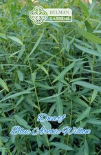 Dwarf Blue Arctic Willow