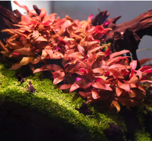 Alternanthera reineckii mini - ,