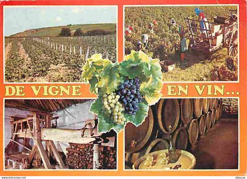 Carte postale vignes - carte,