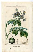 Antique Print-PL.280-POMME DE TERRE-SOLANUM-POTATOES-Turpin-Chaumeton-1814