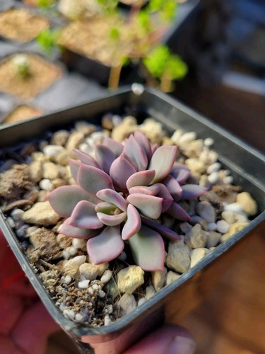 Plante succulente rare - plante,