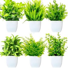 6 Pièces Mini Plantes