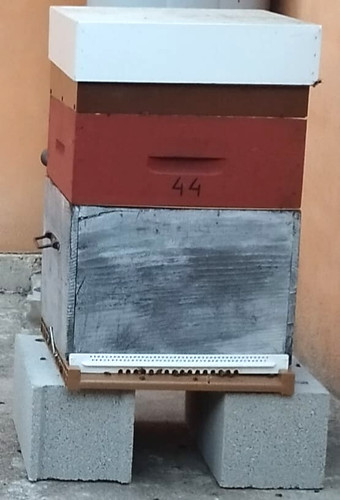 Ruches dadant peuplée - peuplée,, 10